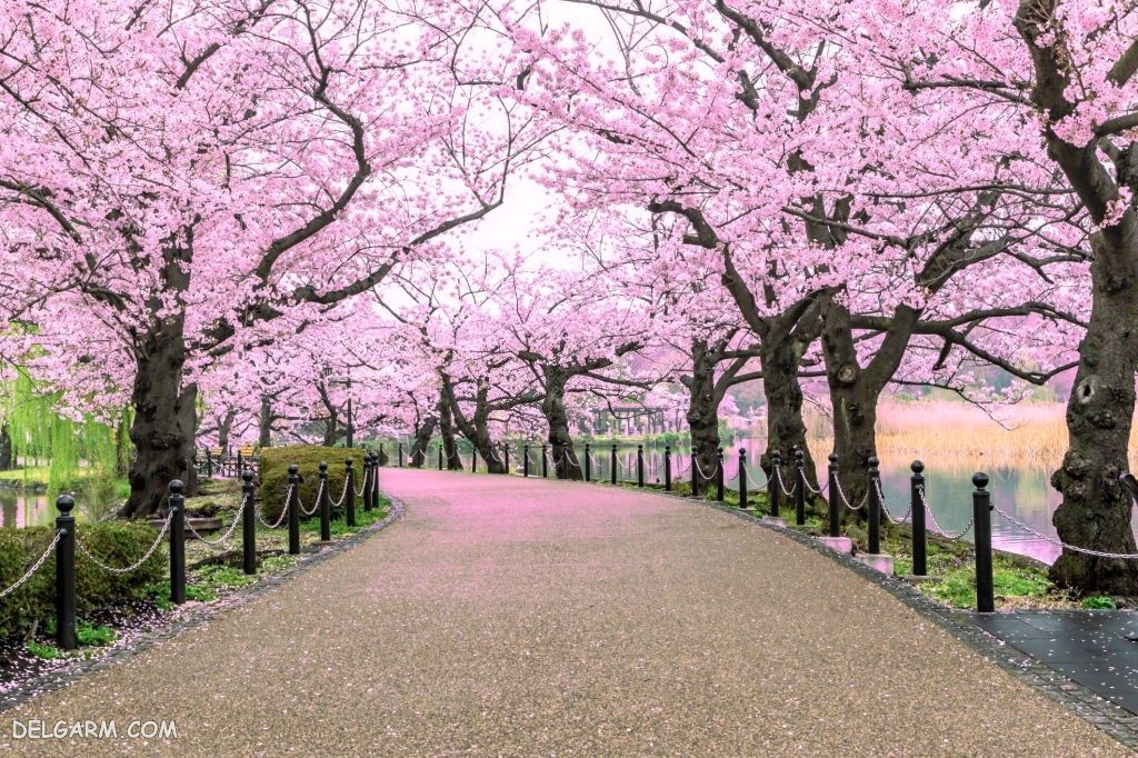 عکس استوری شکوفه بهاری