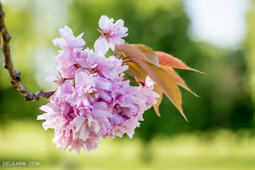 تصاویر شکوفه های بهاری