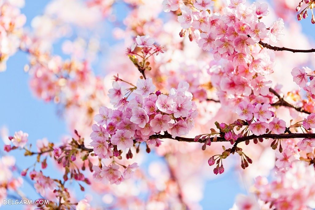 تصاویر باکیفیت شکوفه بهاری
