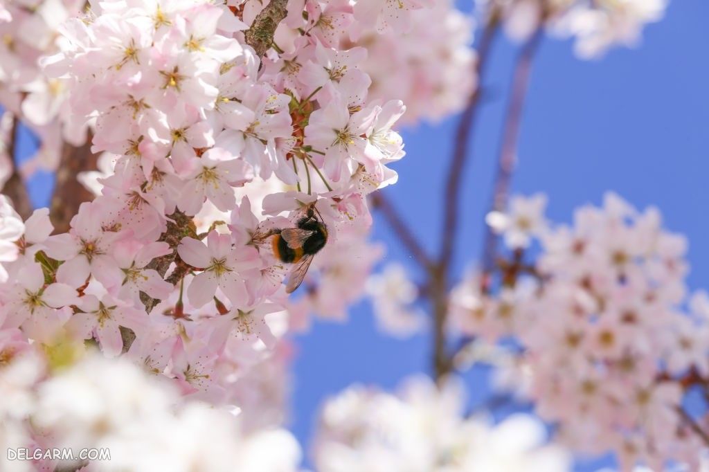 عکس باکیفیت شکوفه بهاری