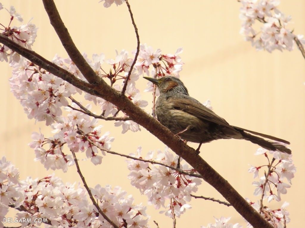 عکس شکوفه گیلاس برای تصویر زمینه