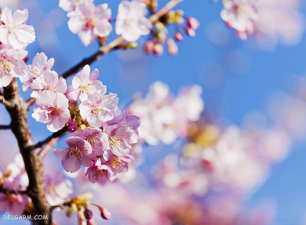 عکس شکوفه گیلاس برای والپیپر