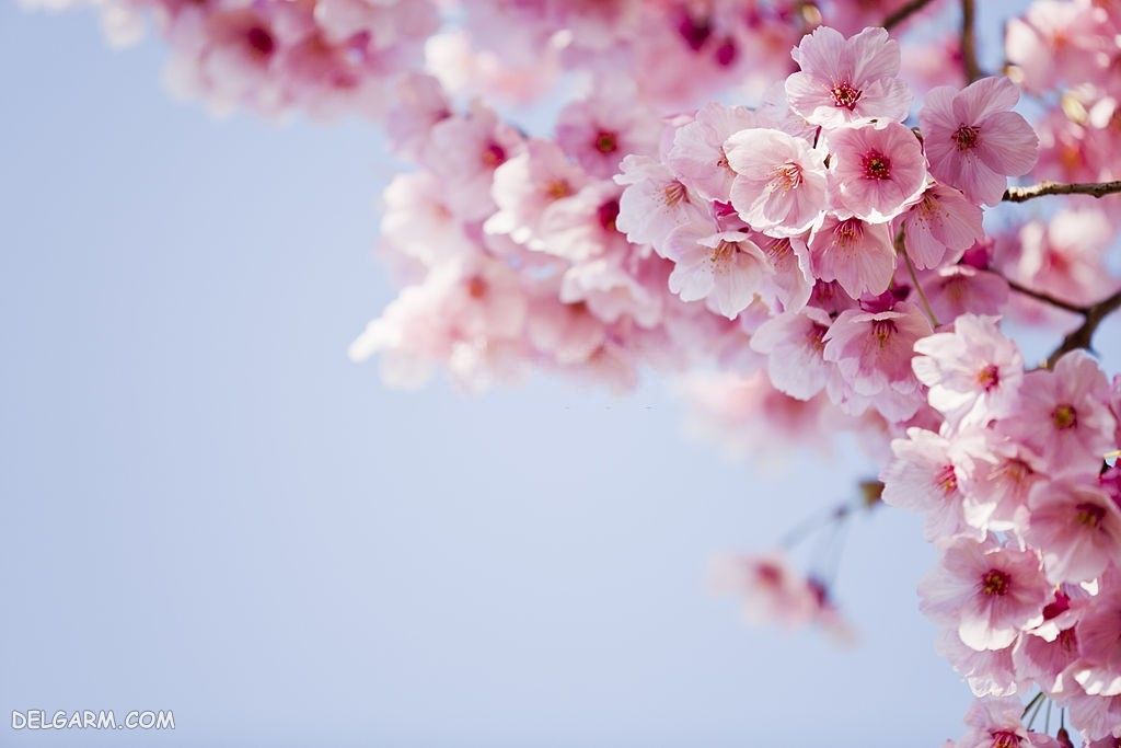 عکس شکوفه گیلاس بهاری برای والپیپر
