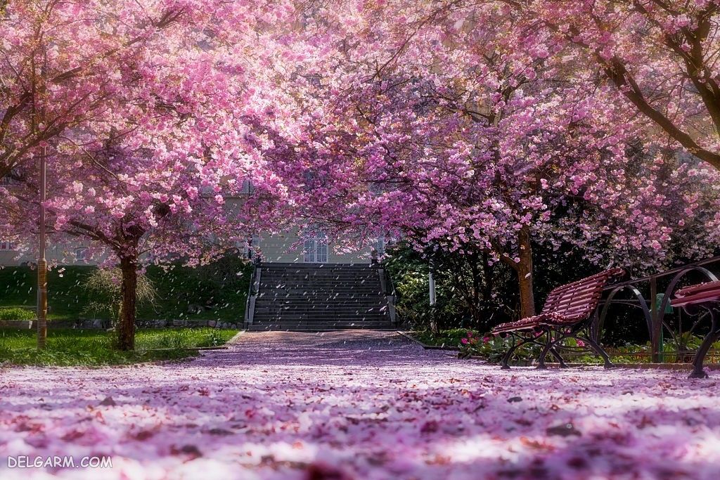 عکس با کیفیت از شکوفه گیلاس