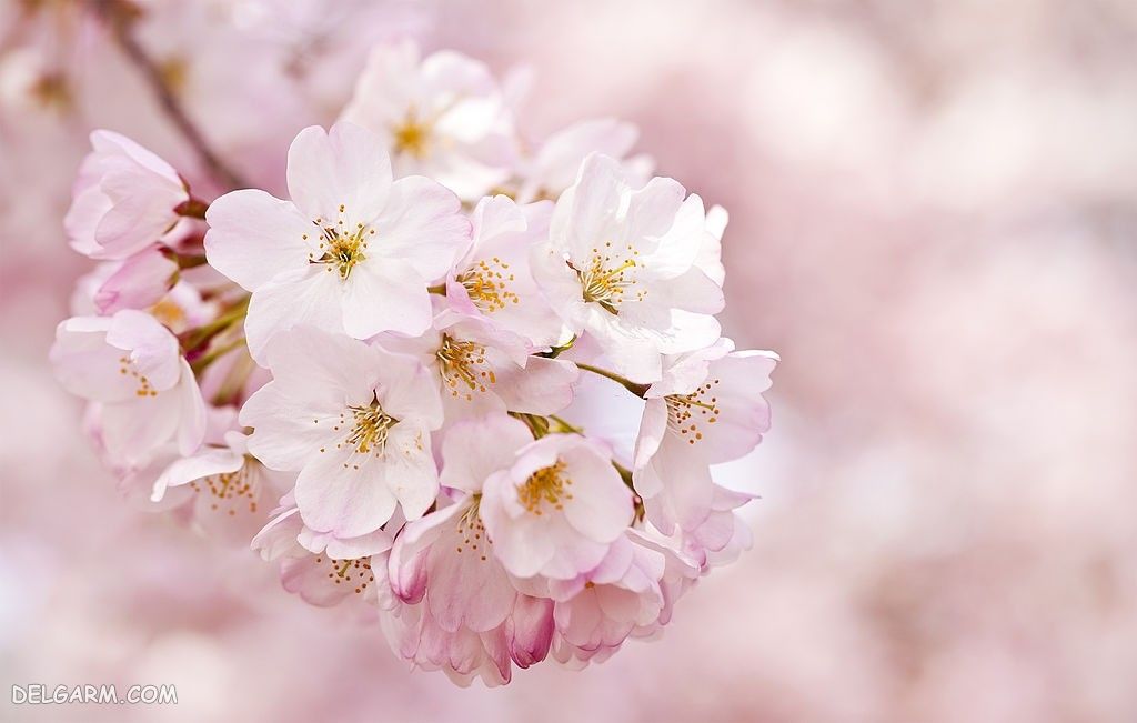 عکس با کیفیت شکوفه گیلاس بهاری