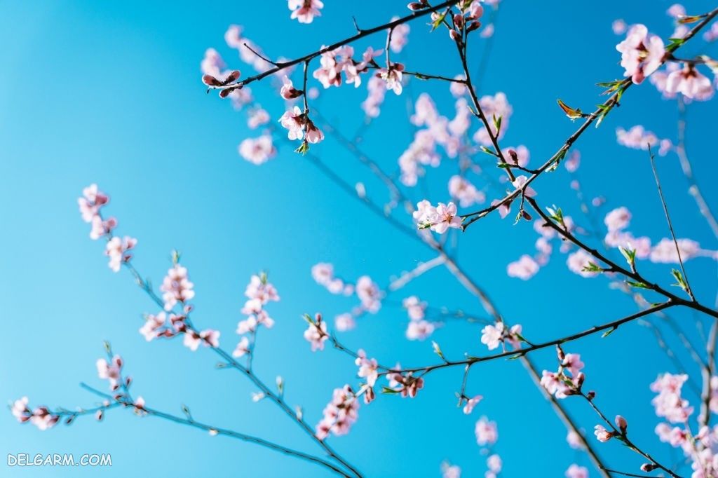 عکس های شکوفه بهاری