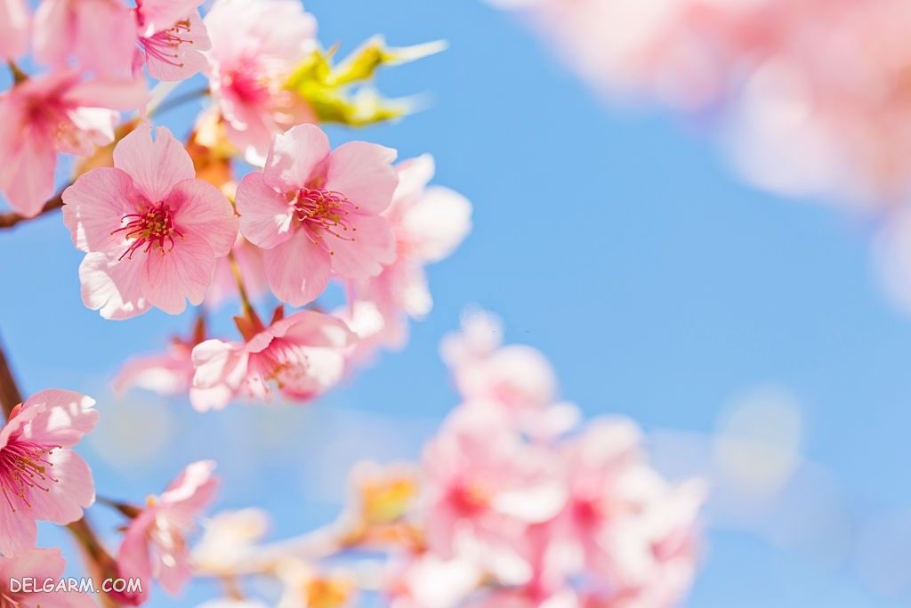 تصویر شکوفه گیلاس
