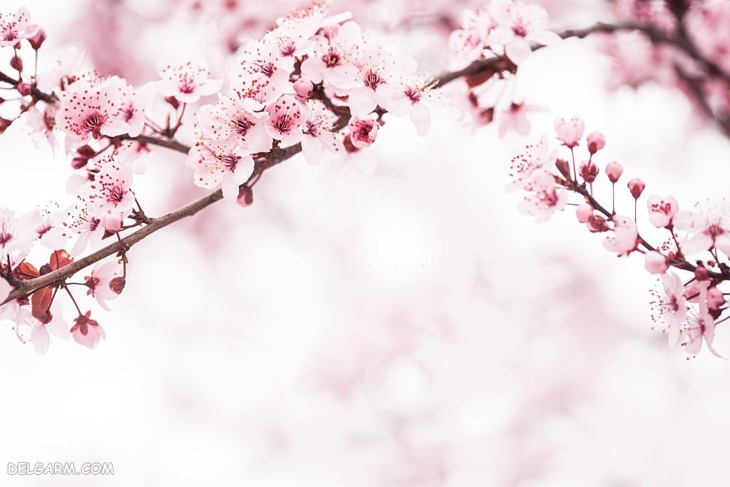 تصاویر شکوفه گیلاس