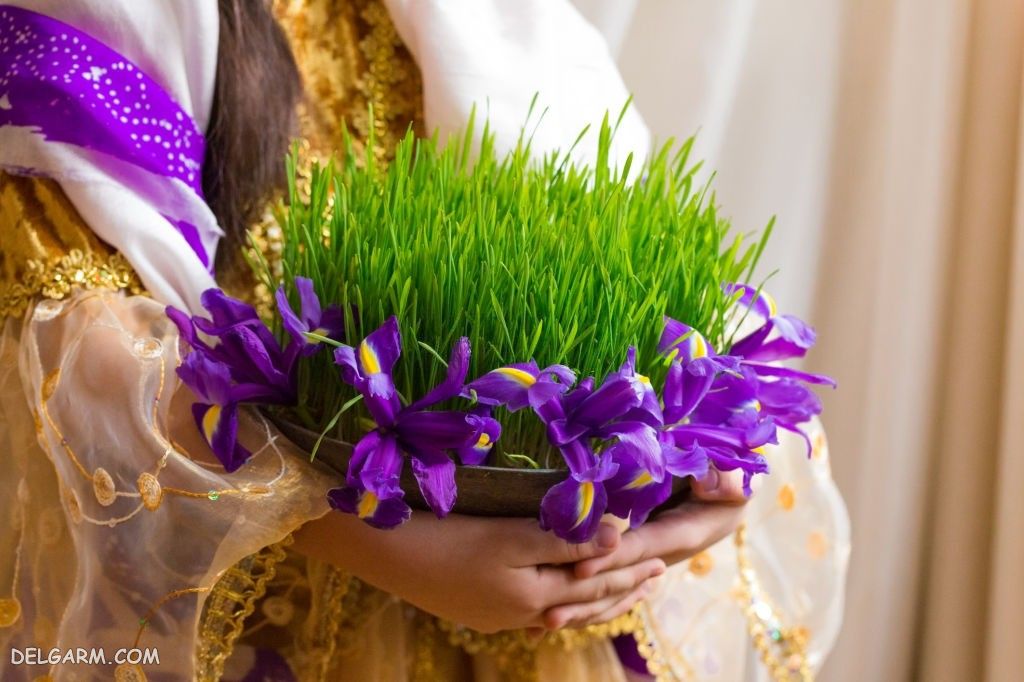 عکس سبزه گندم