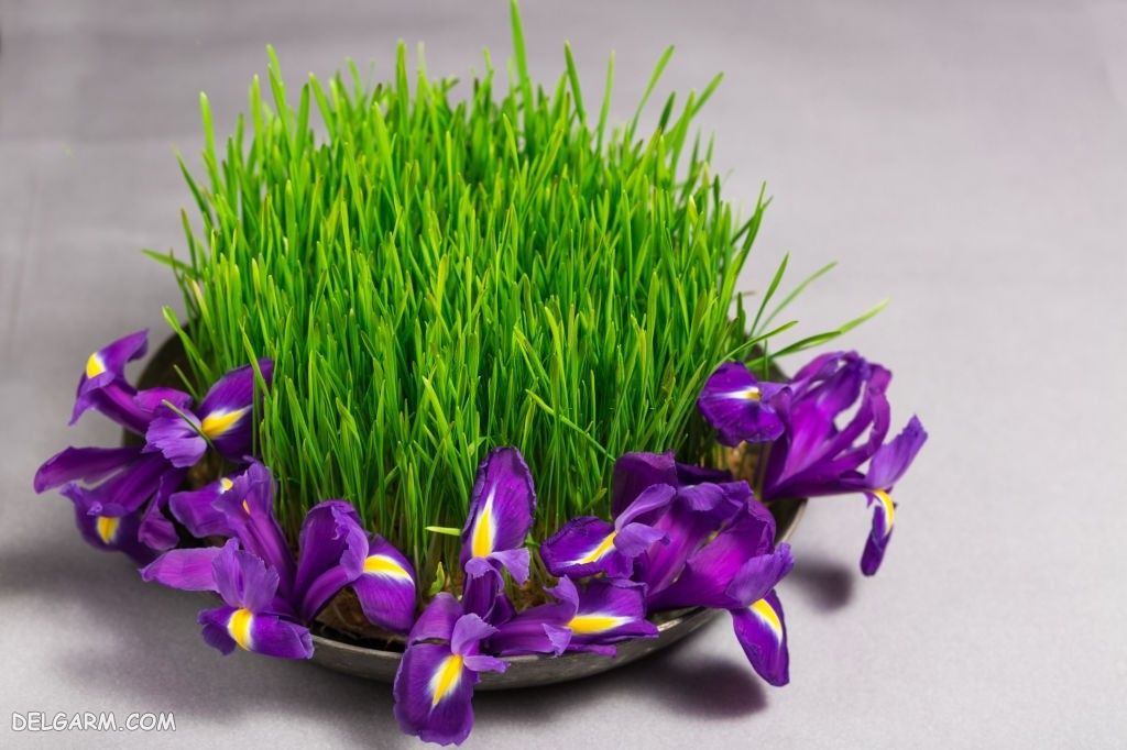 عکس سبزه عید برای پروفایل