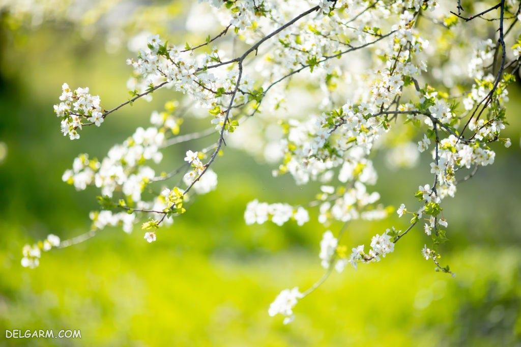 عکس درخت در بهار