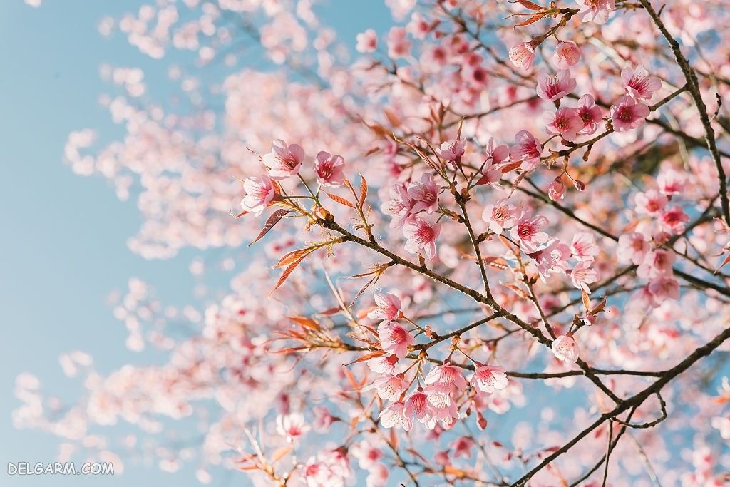 عکس شکوفه های بهاری