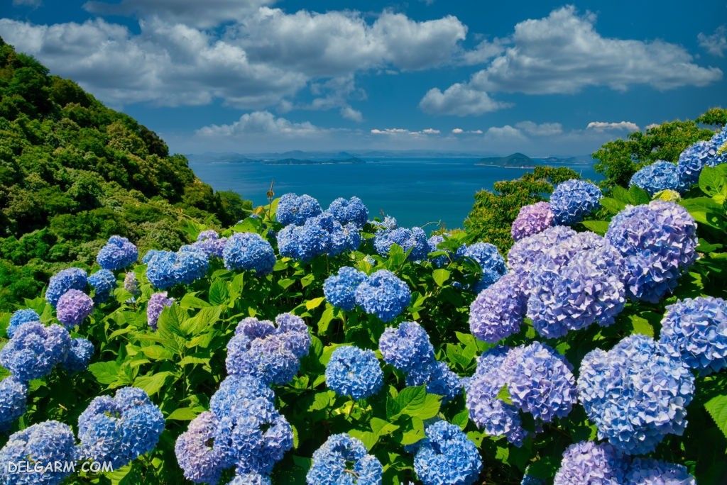 عکس طبیعت با گل هورتانسیا