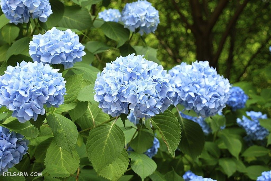 عکس گل هورتانسیا آبی