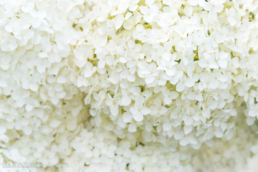 عکس گل هورتانسیا سفید