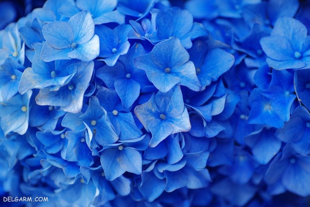 عکس گل ادریسی آبی