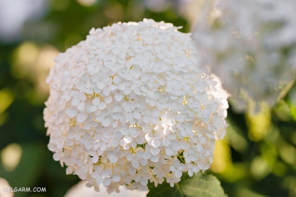 عکس گل ادریسی سفید
