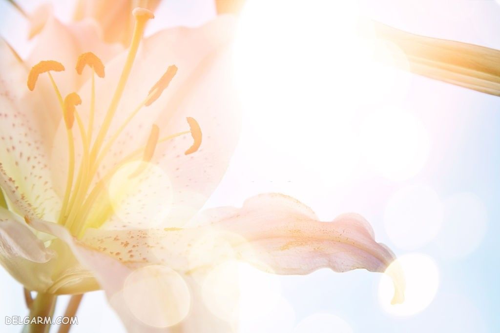 عکس گل اورینتال