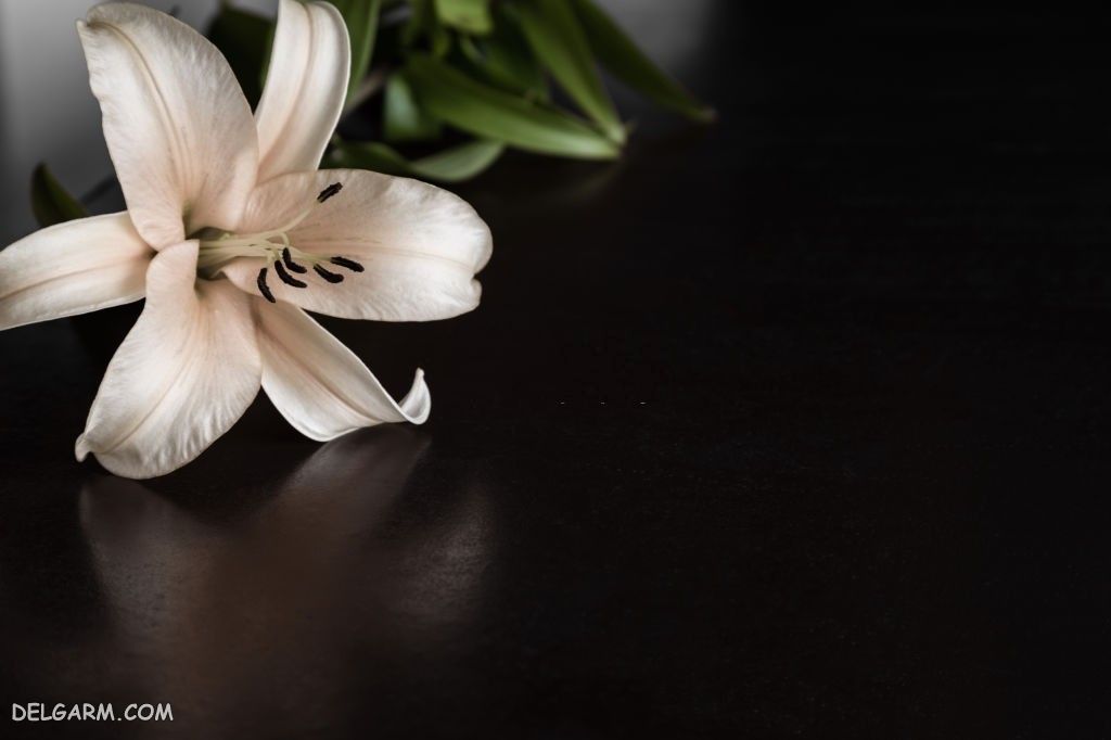 عکس گل اورینتال