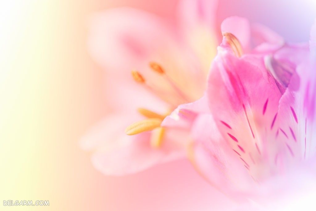 عکس گل اورینتال
