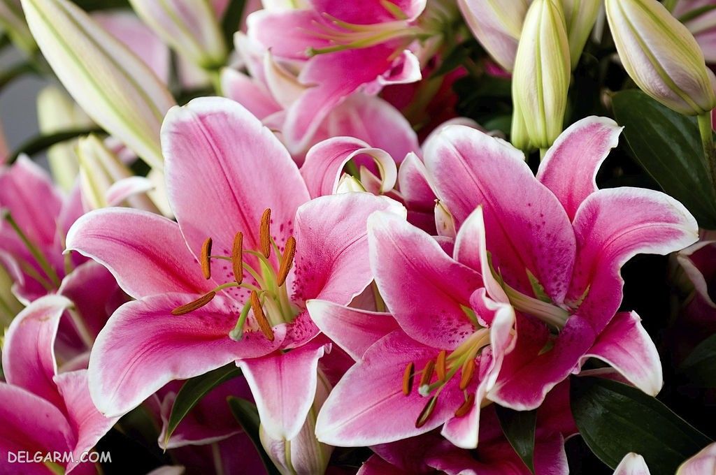 65 عکس گل لیلیوم (سوسن) زیبا و دیدنی