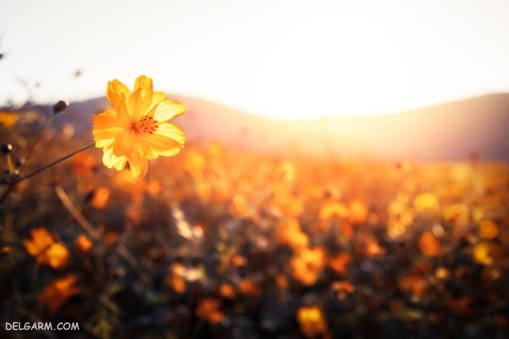 عکس طلوع خورشید طبیعی