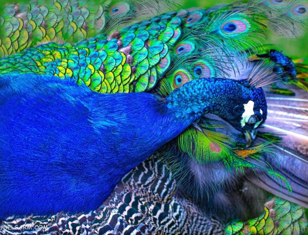 عکس طاووس برای پروفایل