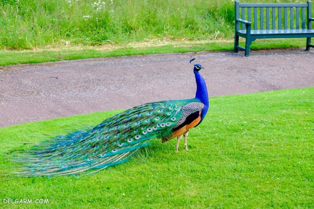 عکس طاووس برای پروفایل