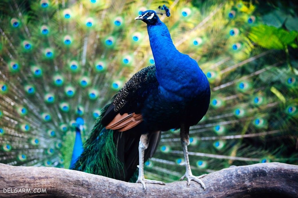 عکس طاووس برای پروفایل