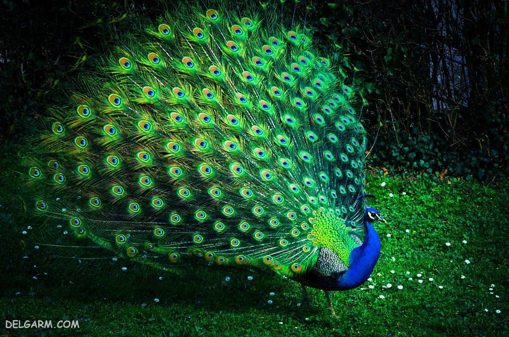 عکس طاووس برای پروفایل