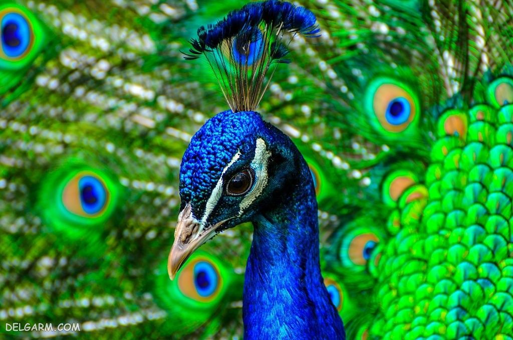 عکس طاووس برای پروفایل