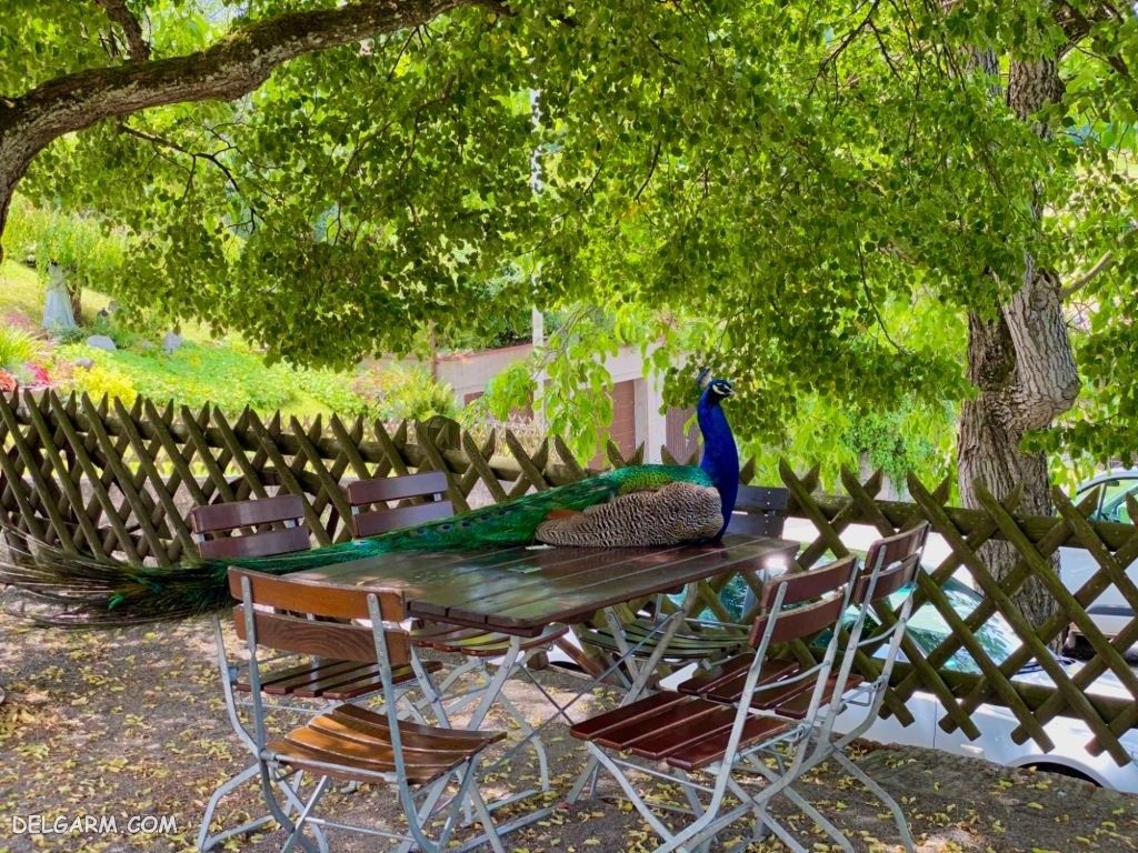 عکس طاووس برای پروفایل