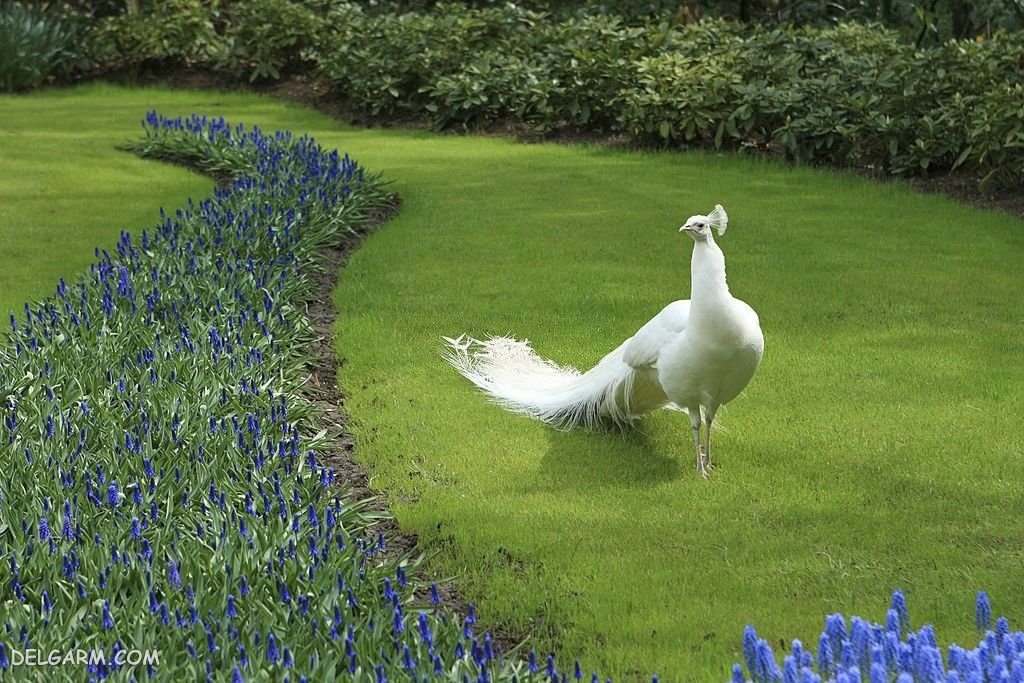 عکس طاووس برای پروفایل