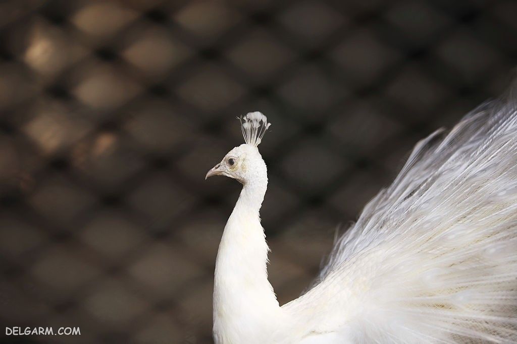 عکس طاووس برای پروفایل