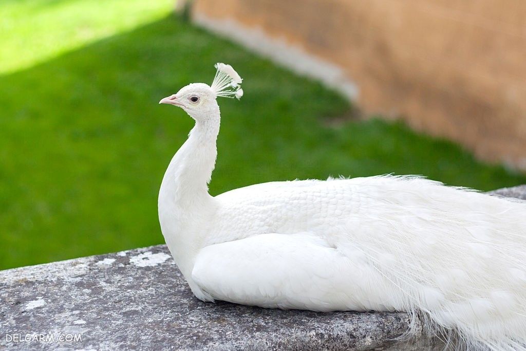 عکس طاووس برای پروفایل