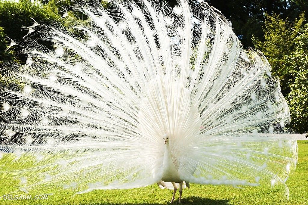 عکس طاووس برای پروفایل