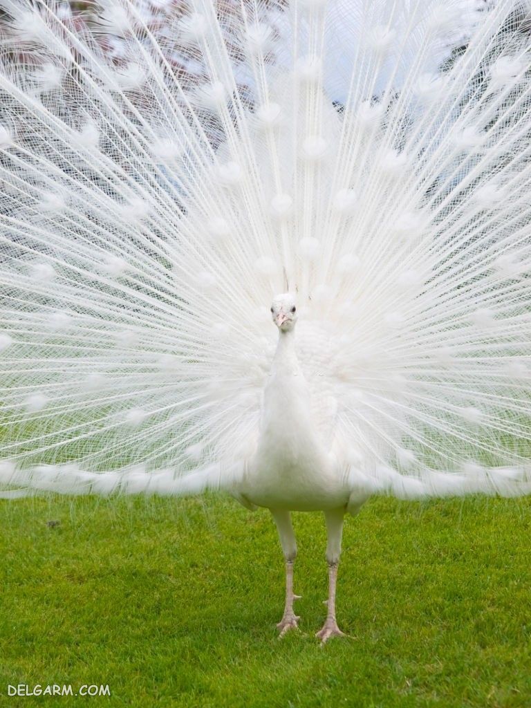 عکس طاووس برای پروفایل