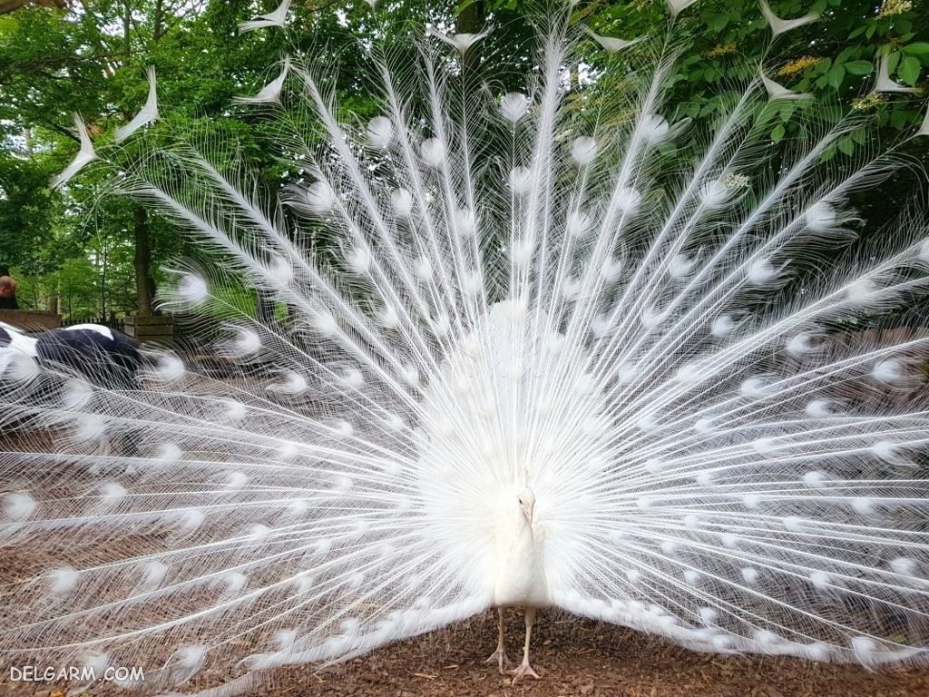 عکس طاووس برای پروفایل