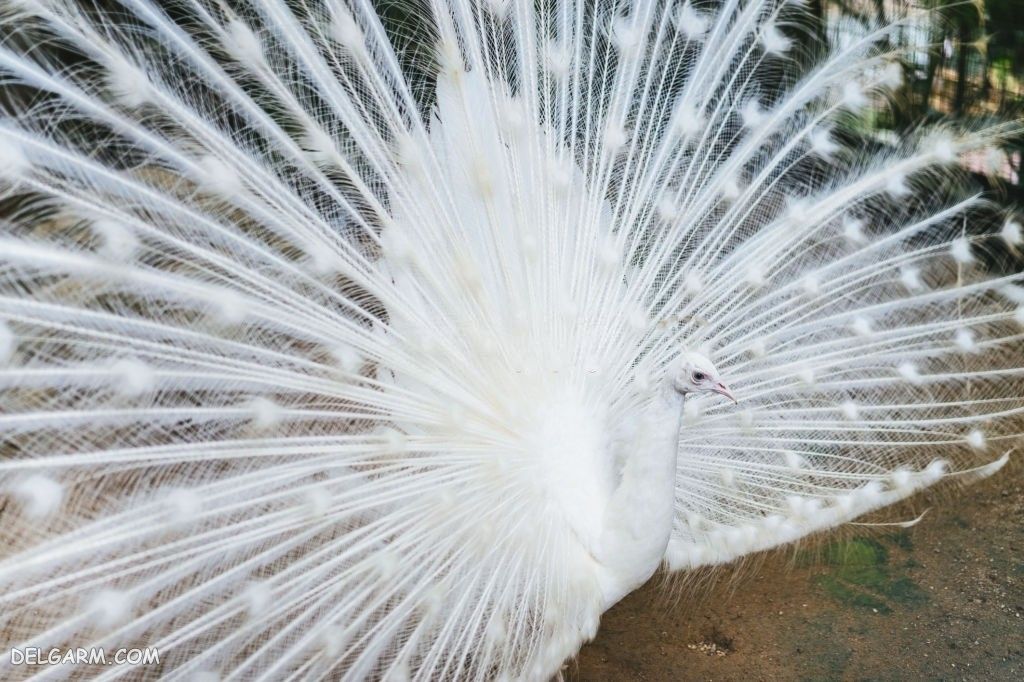 عکس طاووس برای پروفایل