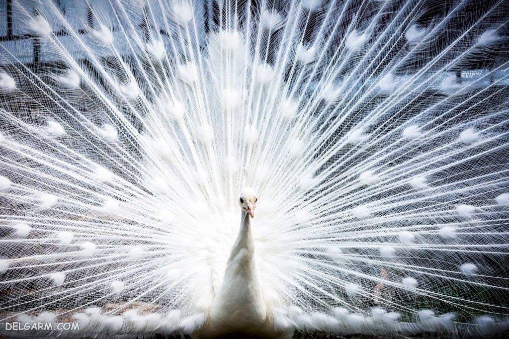 عکس طاووس برای پروفایل