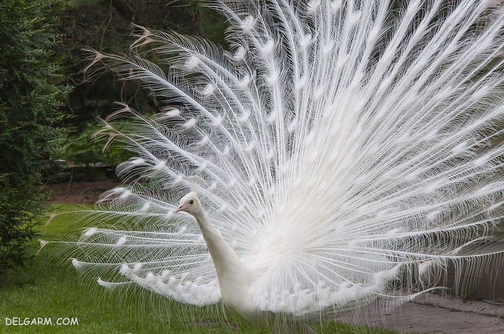 عکس طاووس برای پروفایل