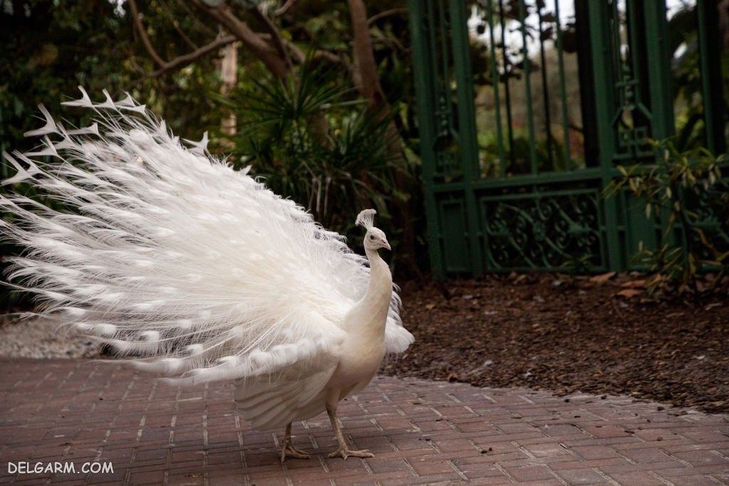 عکس طاووس برای پروفایل