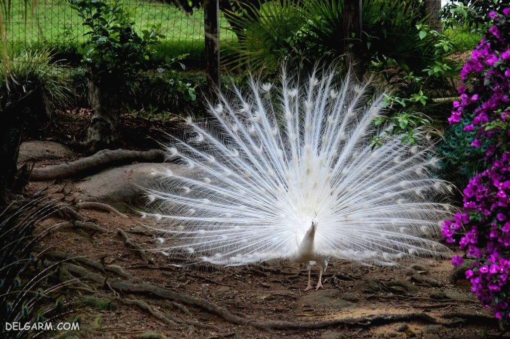 عکس طاووس برای پروفایل