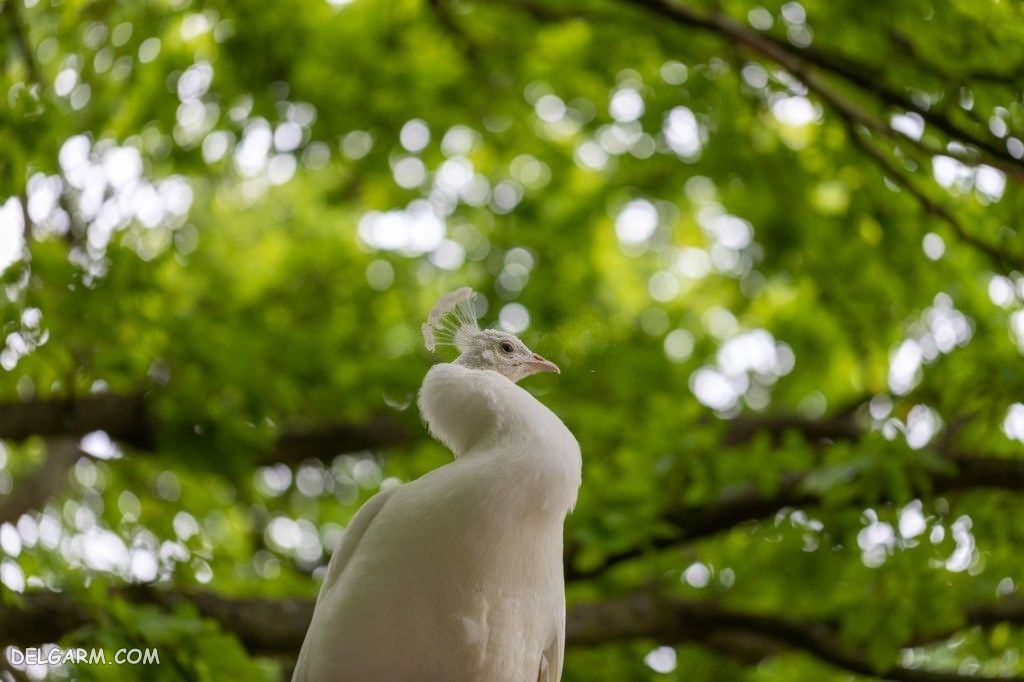 عکس طاووس برای پروفایل