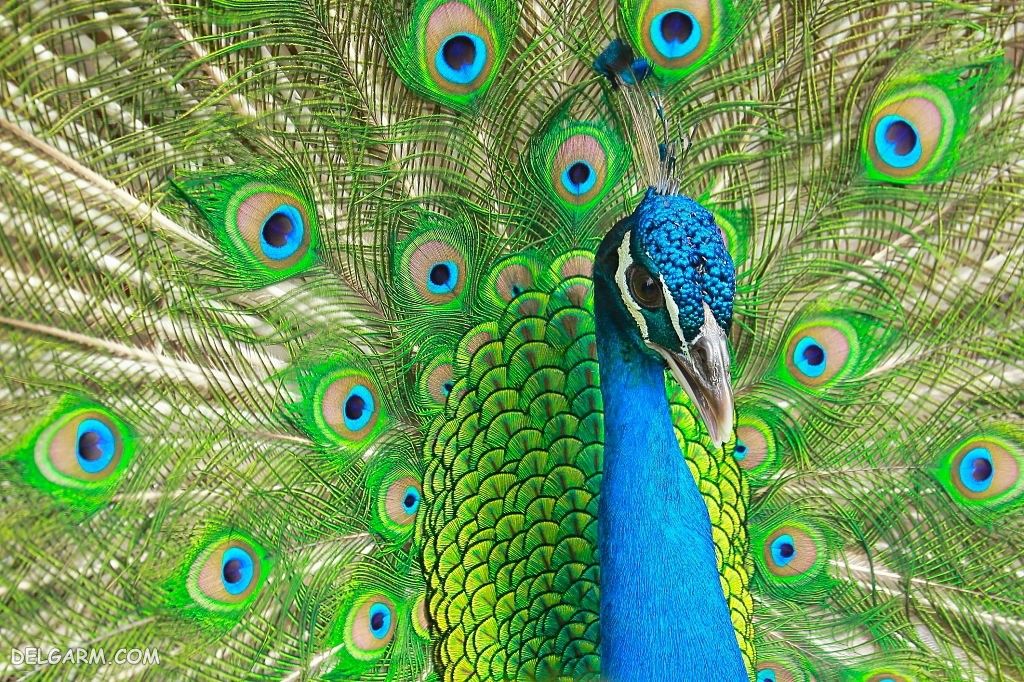 عکس طاووس برای پروفایل