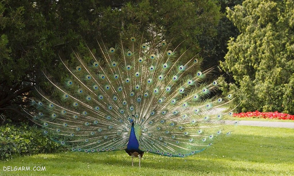 عکس طاووس برای پروفایل