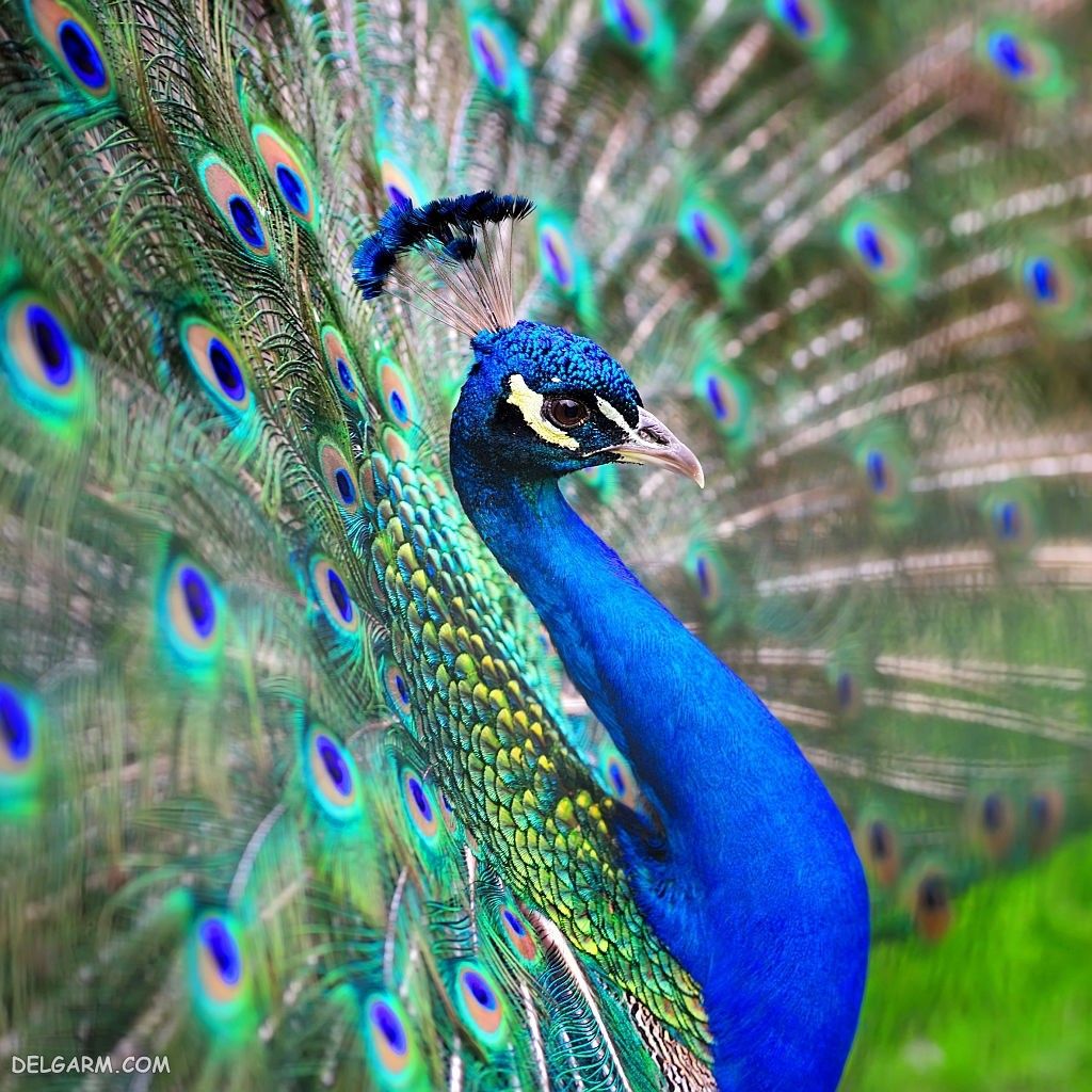 عکس طاووس برای پروفایل