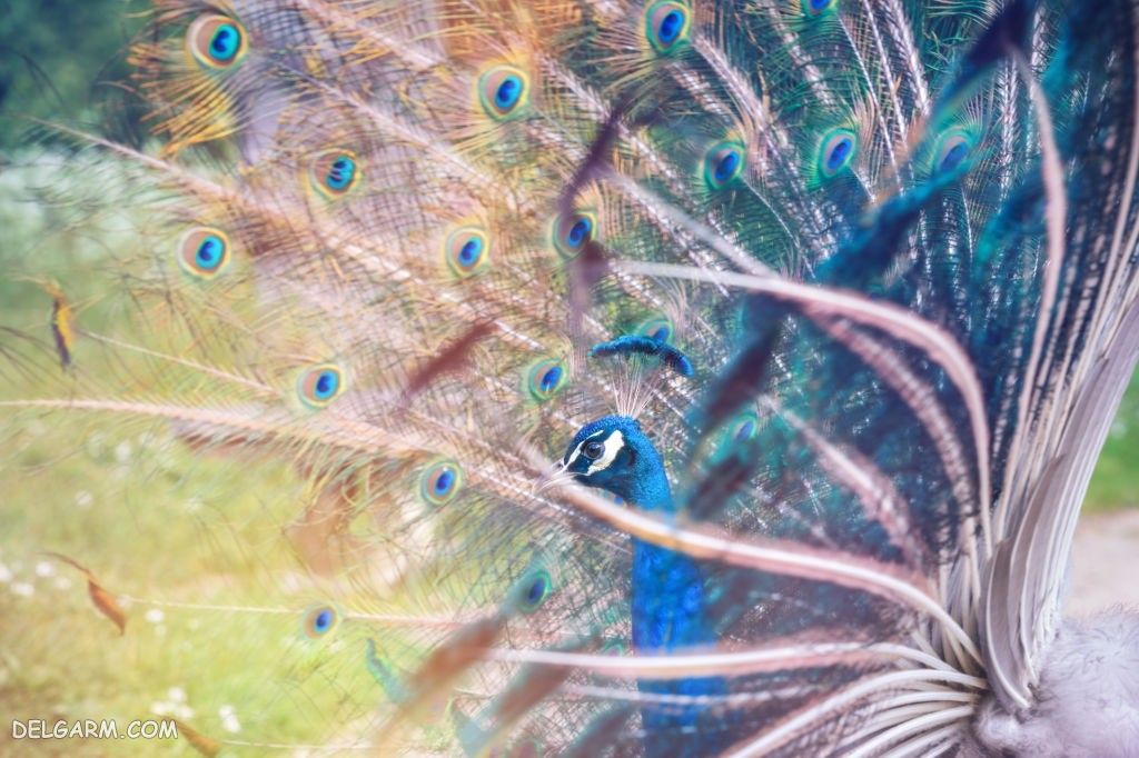 عکس طاووس برای پروفایل