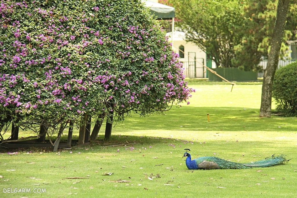 عکس طاووس برای پروفایل