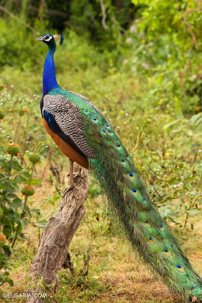 عکس طاووس برای پروفایل